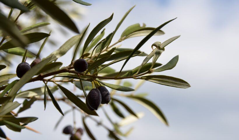best food in europe food destinations olives